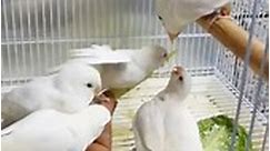 Love bird albino baby #probashibirdslover #lovebirdbaby #reels #animals #tranding #pets | Probashi birds lover