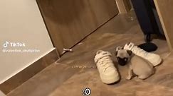 Pugs bebés 😭😻💗☝️#Viral #paratiiiiiiiiiiiiiiiiiii #viralvideooo #CapCut #paratiiiiiiiiiiiiiiiiiii #Viral #pug #paratiiiiiiiiiiiiiiiiiii