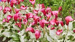 Frozen Queen Calla Lily