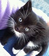 Image result for 6 Week Kitten