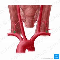 Image result for Thyrocervical Trunk