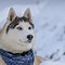 Image result for Proud Husky in the Snow