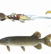 Image result for Cramorant Fish