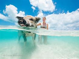 Image result for Olivia Pig Beach