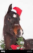 Image result for Horse Shinny Coat