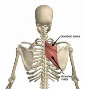 Image result for Left Rhomboid Muscle