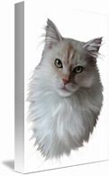 Image result for Cream Maine Coon Cat