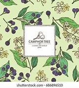 Image result for Camphor Tree Leaves Vector