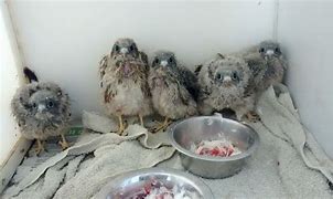 Image result for Baby Kestrel Rescue