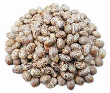 Image result for Ethiopian Castor Seeds