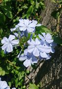 Image result for Natural Blue Flowers