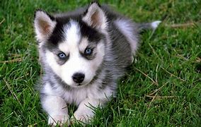 Image result for Black Malamute