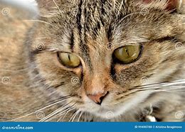 Image result for Macro TabbyCat