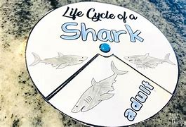 Image result for Shark Phylum