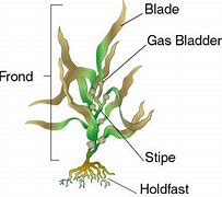 Image result for Red Algae Labelled Diagram