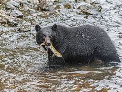 Image result for Black Bear Catch Fish