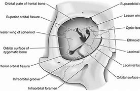 Image result for 7 Orbital Bones