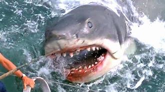 Image result for Jaws Town