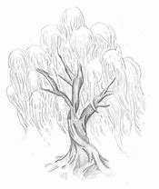 Image result for Willow Tree Drawing