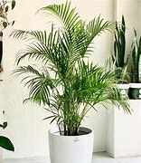 Image result for Palmera Plant Image