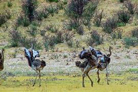 Image result for Dancing Ostriches