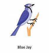 Image result for Blue Jay Icon