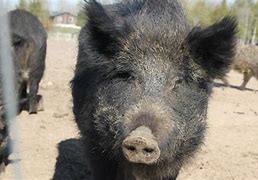 Image result for Hog or Swine