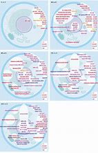 Image result for Cell Pathways Chart