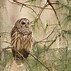 Image result for Barred Owl Gifts