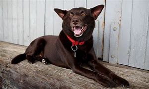 Image result for Koko Red Dog