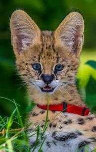 Image result for Serval Cat Babies