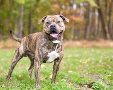 Image result for A Pit Bull