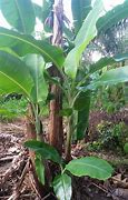 Image result for Pisang Cokat