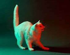 Image result for Cat Drawing Shading