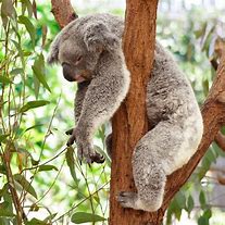 Image result for Beautiful Koala Bear