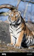 Image result for Alamy Tiger