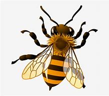 Image result for Picture of Honest Bee Clip Art