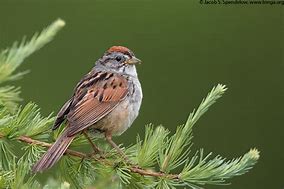 Image result for Swamp Sparrow