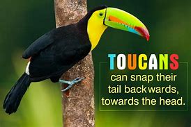 Image result for Toucan Life Cycle