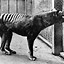 Image result for thylacine extinction photos