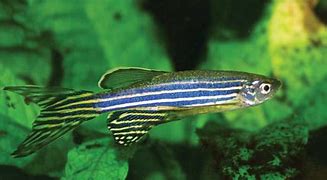 Image result for Fish Ulcer Danio