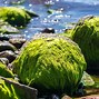 Image result for Algae Biology