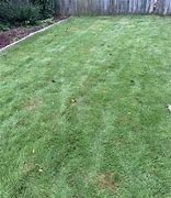 Image result for Zoysia Fungus