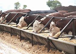 Image result for Feedlot