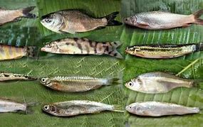 Image result for Order Cypriniformes