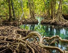 Image result for Hutan Bakau Balik Pulau