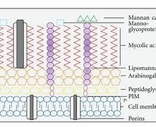 Image result for Mycobacterium Cell Wall Structure Research Paper