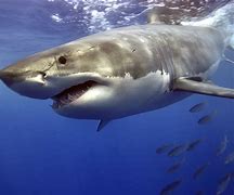 Image result for Great White Shark On Land