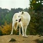 Image result for Wolf Side Rear View