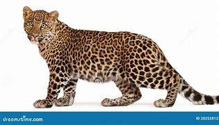 Image result for Panthera Pardus Hyaenidae